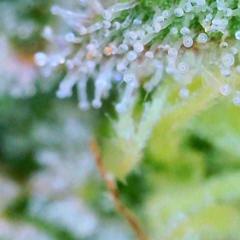 GDP growlog photo: ❤️ 