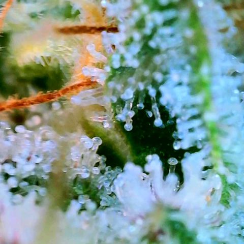 GDP growlog photo: ❤️ 