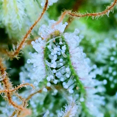 GDP growlog photo: ❤️ 