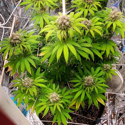GDP growlog photo: ❤️ 