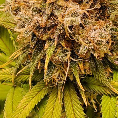 GDP growlog photo: ❤️ 