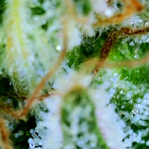 GDP growlog photo: ❤️ 