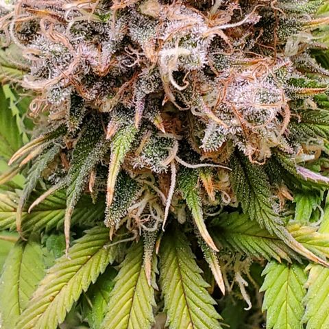 GDP growlog photo: ❤️ 