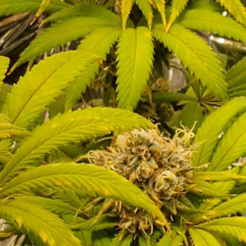 GDP growlog photo: ❤️ 