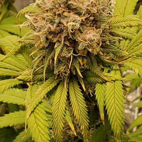 GDP growlog photo: ❤️ 