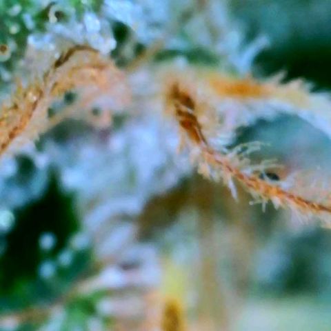 GDP growlog photo: ❤️ 