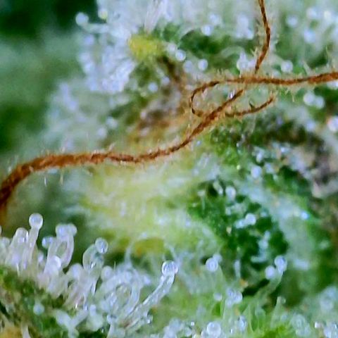 GDP growlog photo: ❤️ 