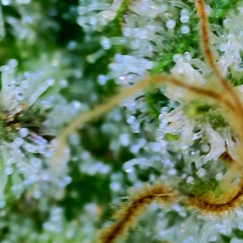 GDP growlog photo: ❤️ 