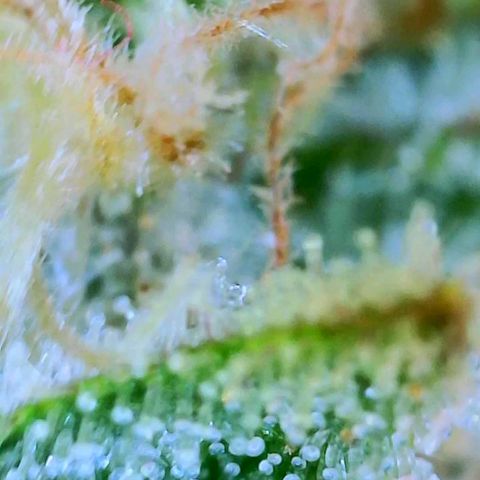 GDP growlog photo: ❤️ 