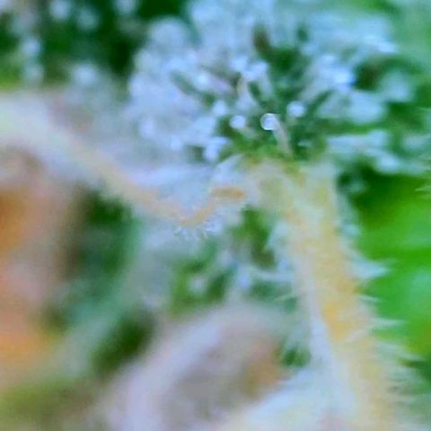GDP growlog photo: ❤️ 