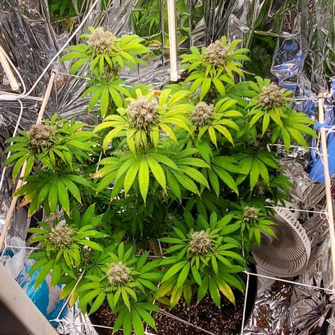 GDP growlog photo: ❤️ 