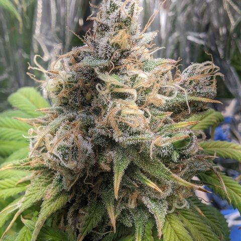 GDP growlog photo: ❤️