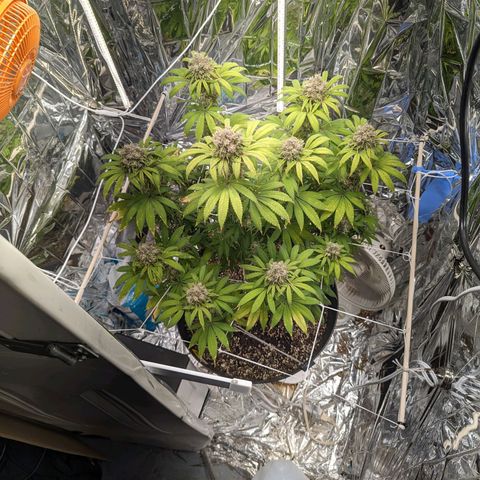 GDP growlog photo: ❤️