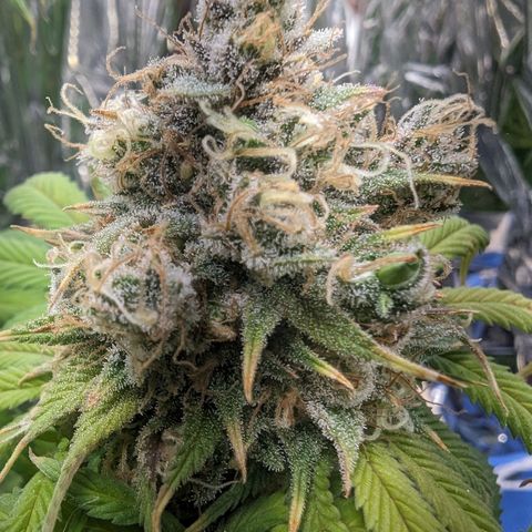 GDP growlog photo: ❤️