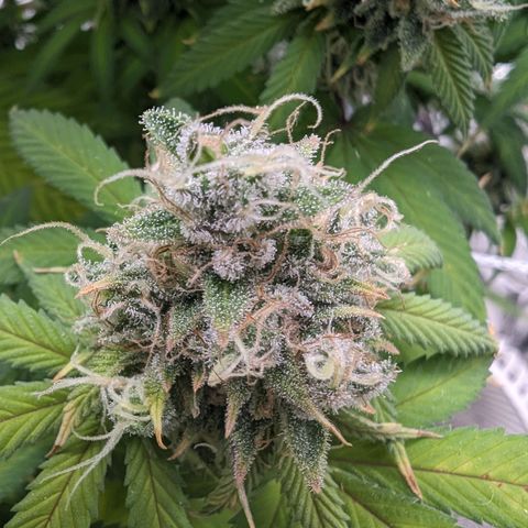 GDP growlog photo: ❤️