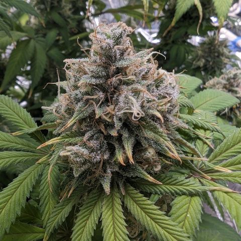 GDP growlog photo: ❤️