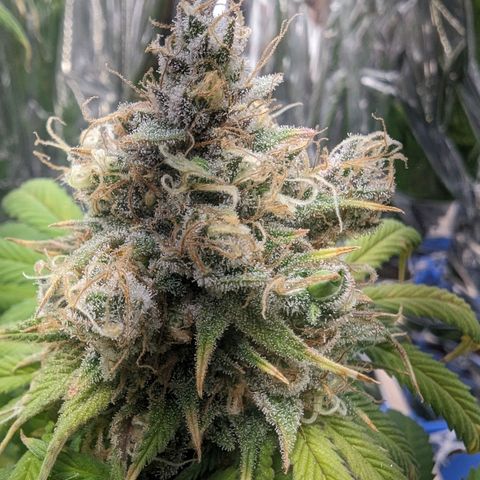 GDP growlog photo: ❤️
