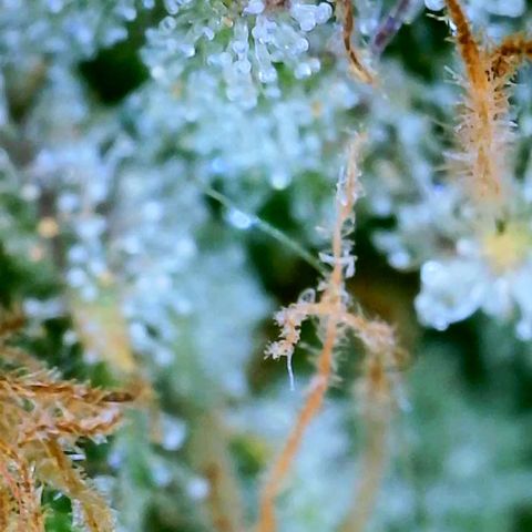 GDP growlog photo: ❤️