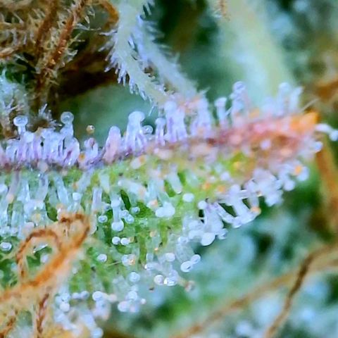 GDP growlog photo: ❤️