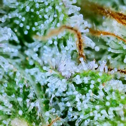 GDP growlog photo: ❤️