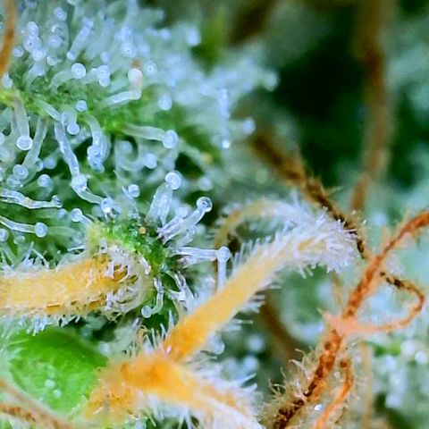 GDP growlog photo: ❤️