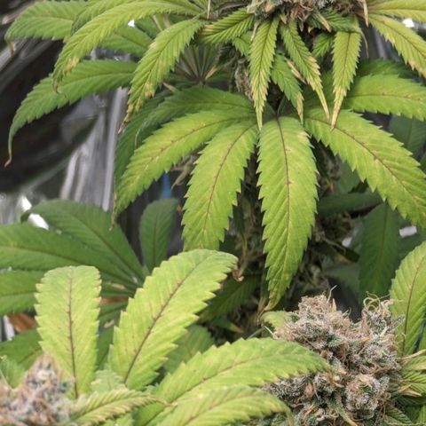 GDP growlog photo: ❤️