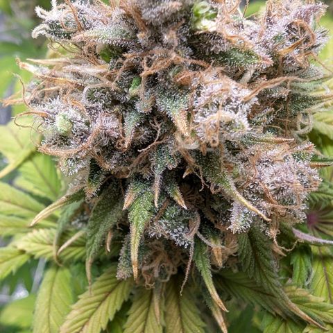 GDP growlog photo: ❤️
