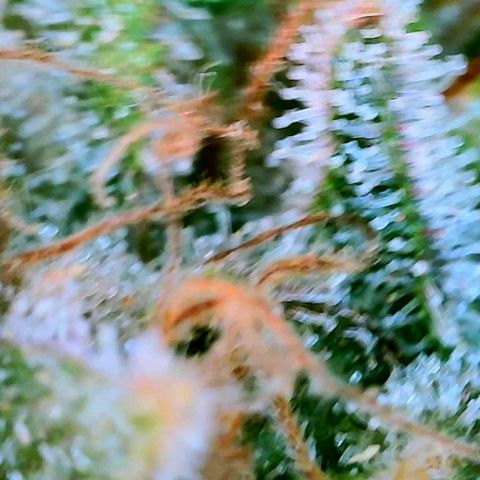 GDP growlog photo: ❤️