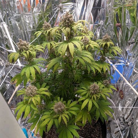 GDP growlog photo: ❤️