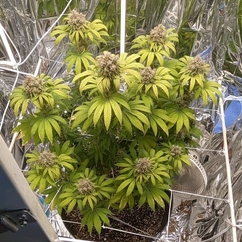 GDP growlog photo: ❤️