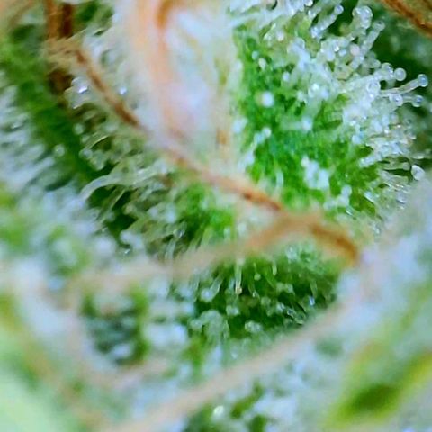 GDP growlog photo: ❤️