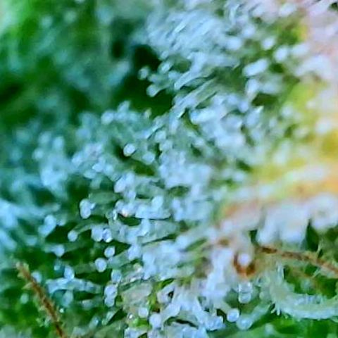 GDP growlog photo: ❤️