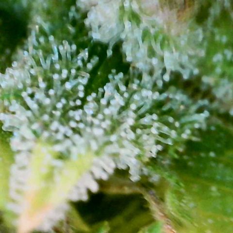 GDP growlog photo: ❤️