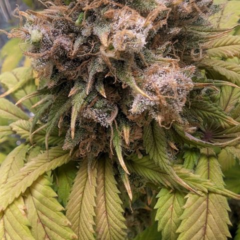 GDP growlog photo: ❤️