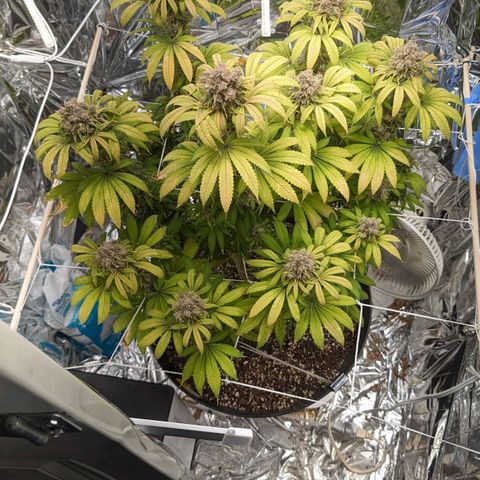 GDP growlog photo: ❤️