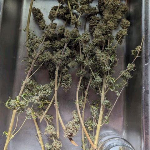 GDP growlog photo: ❤️ love ya girl..