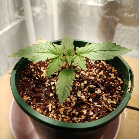 Gorilla Glue Auto growlog timeline photo
