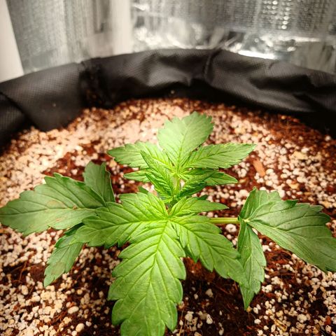 Gorilla Glue Auto growlog timeline photo