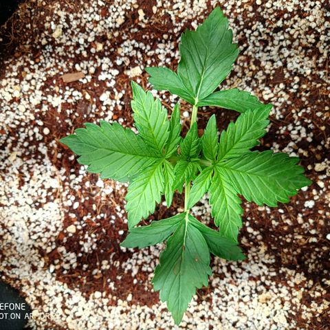 Gorilla Glue Auto growlog timeline photo