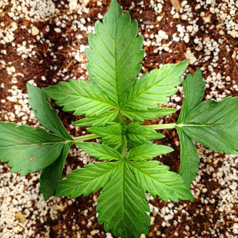 Gorilla Glue Auto growlog timeline photo