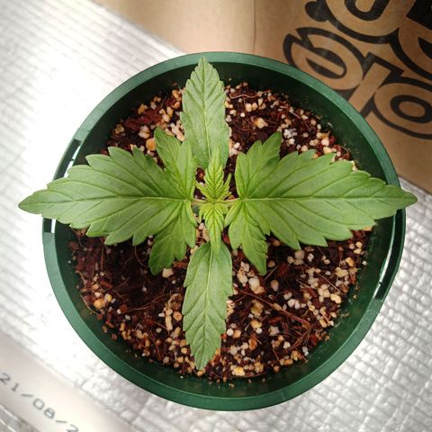 Gorilla Glue Auto growlog timeline photo