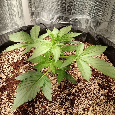 Gorilla Glue Auto growlog timeline photo