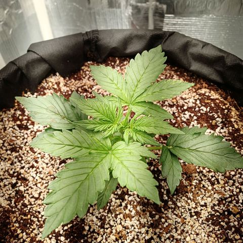 Gorilla Glue Auto growlog timeline photo