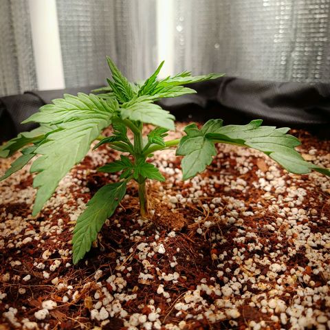 Gorilla Glue Auto growlog timeline photo