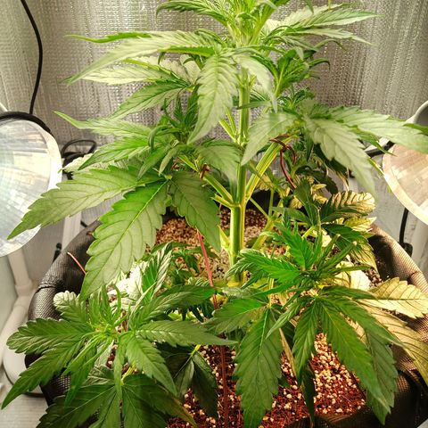 Gorilla Glue Auto growlog timeline photo