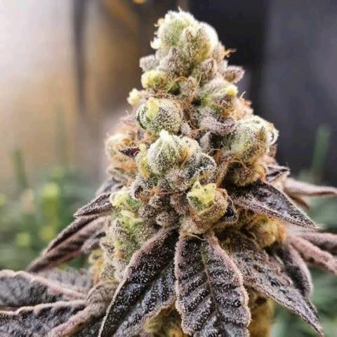 Wedding Cake  Growlog-Foto 1