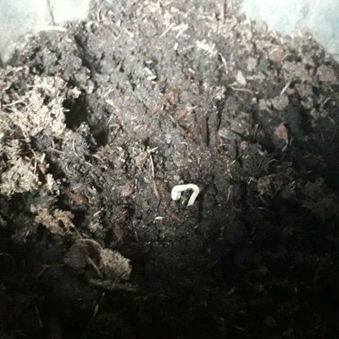 Wedding Cake  Growlog-Foto 2