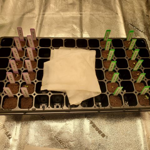 Krazy Runtz #01 growlog timeline photo