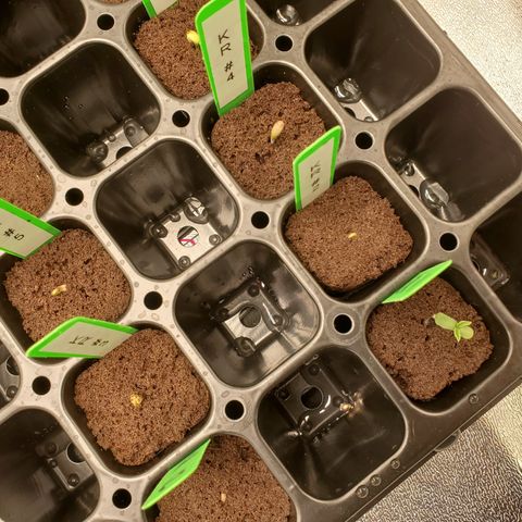 Krazy Runtz #01 growlog timeline photo