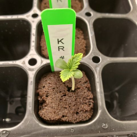 Krazy Runtz #01 growlog timeline photo